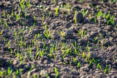 Yeşil filizler filizleniyor topraktan