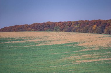 Ukrayna 'da sonbaharda yeşil alanlar