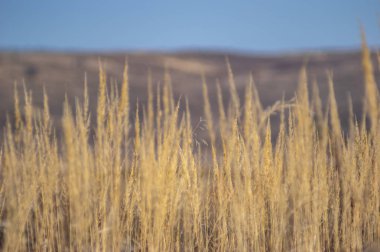 Sonbaharda sahilde kuru çimenler