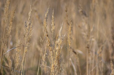 Sonbaharda sahilde kuru çimenler