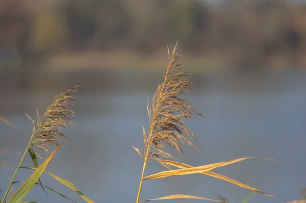 Звичайна тростина на осінній день на озері — стокове фото