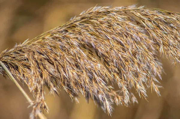 Reed comum em um dia de outono no lago — Fotografia de Stock