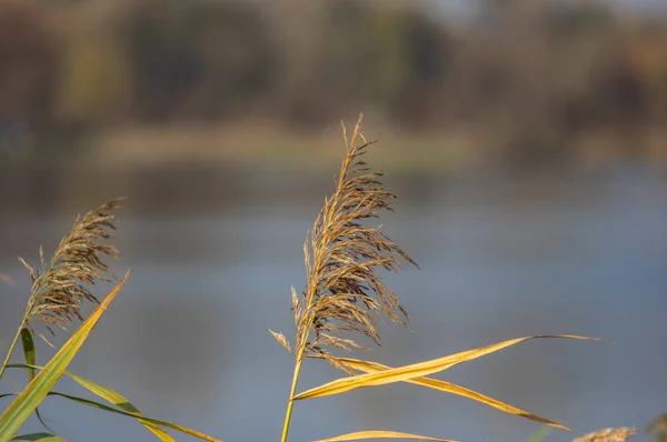 Reed comum em um dia de outono no lago — Fotografia de Stock