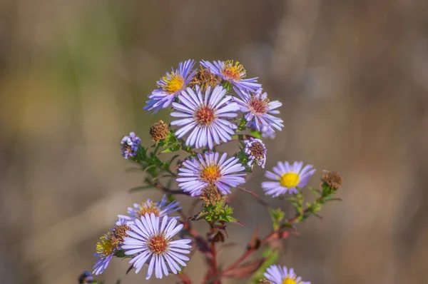 Symphyotrichum novi-belgii flowers closeup — Stock Photo, Image