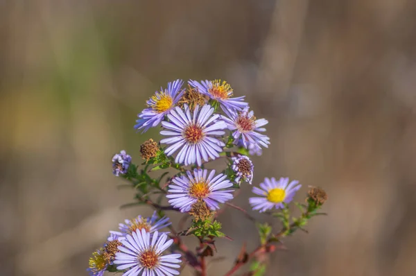 Symphytrichum novi-belgii花を閉じます — ストック写真