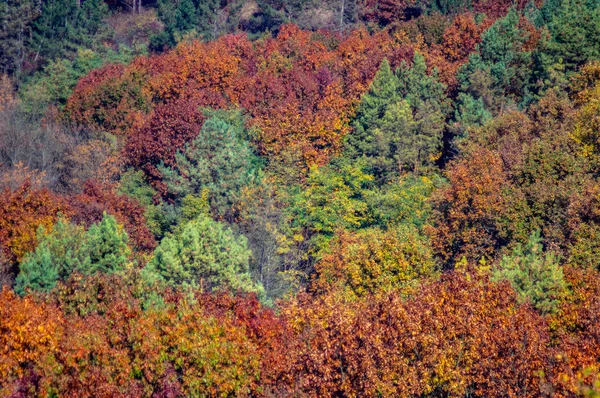 Árvores coloridas na floresta de outono — Fotografia de Stock