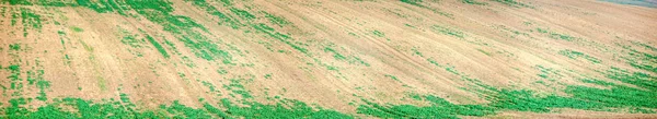 Sown field in autumn day — Stock Photo, Image