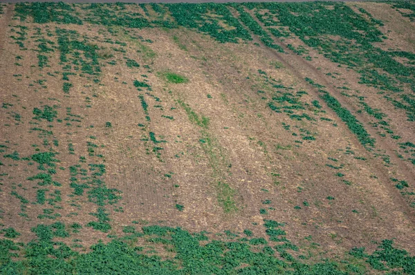 Sown field in autumn day — Stock Photo, Image