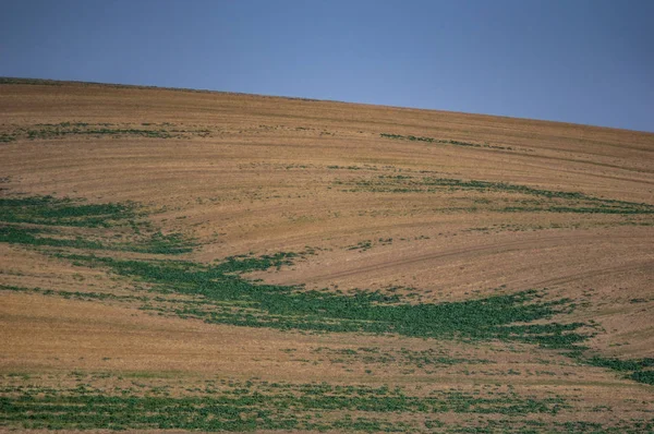 Campo propio en el día de otoño — Foto de Stock