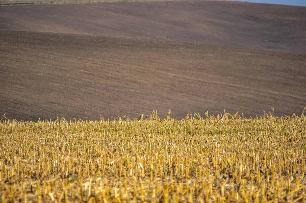 Sown field in autumn day — Stock Photo, Image