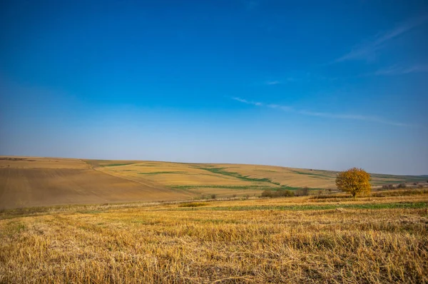 Tree among the field in the autumn afternoon — Stock Photo, Image