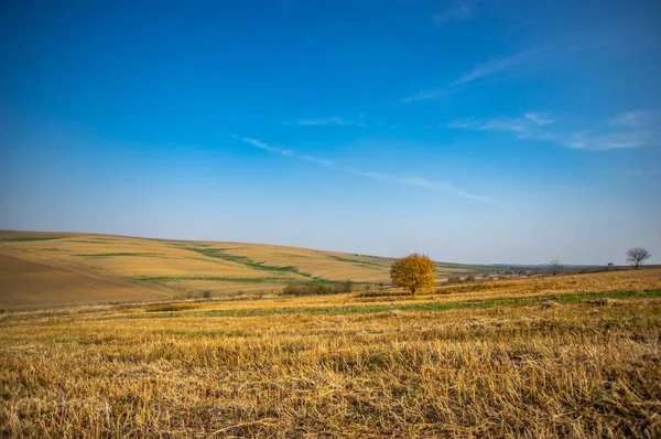 Árbol entre el campo en la tarde de otoño — Foto de Stock