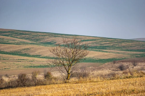 Tree among the field in the autumn afternoon — Stock Photo, Image