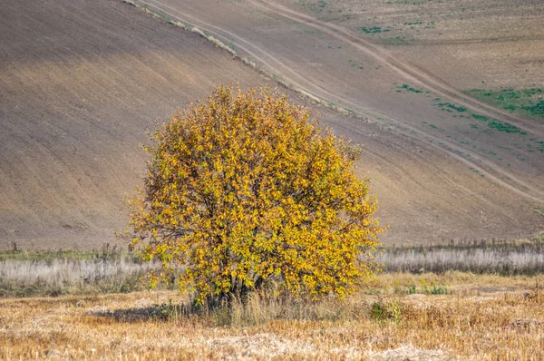 Tree among the field in the autumn afternoon — Stock Photo, Image