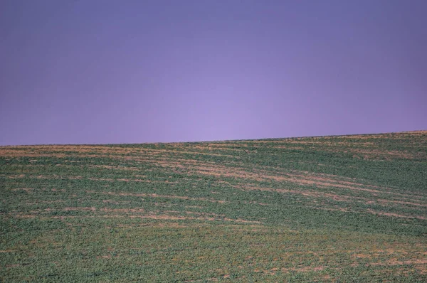 ウクライナの秋の緑のフィールド — ストック写真