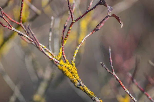 Lichen sur une branche d'arbre en automne — Photo