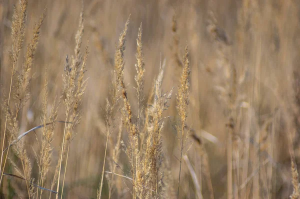 Erba secca sulla riva in autunno — Foto Stock