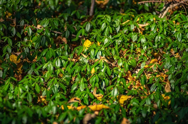 Periwinkle leaves in the forest — Stock Photo, Image