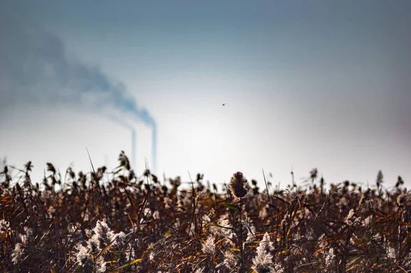 Roseau sur le fond des tuyaux d'une centrale thermique — Photo