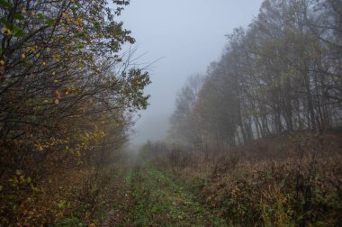 Ormanda puslu, kasvetli bir sonbahar sabahı