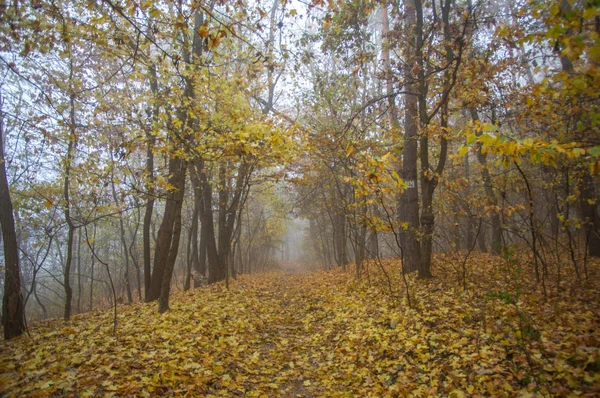 Nublado sombrío otoño mañana en el bosque — Foto de Stock