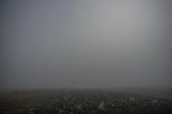 Ködös borús őszi reggel a mezőn — Stock Fotó