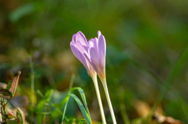 Karpatlar 'da sonbaharda Crocus Imperati çiçeği kapanıyor.