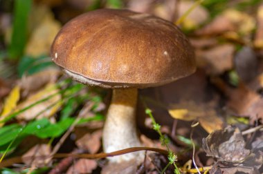 Güzel Leccinum Karpatlar 'daki sonbahar ormanında kapanıyor.