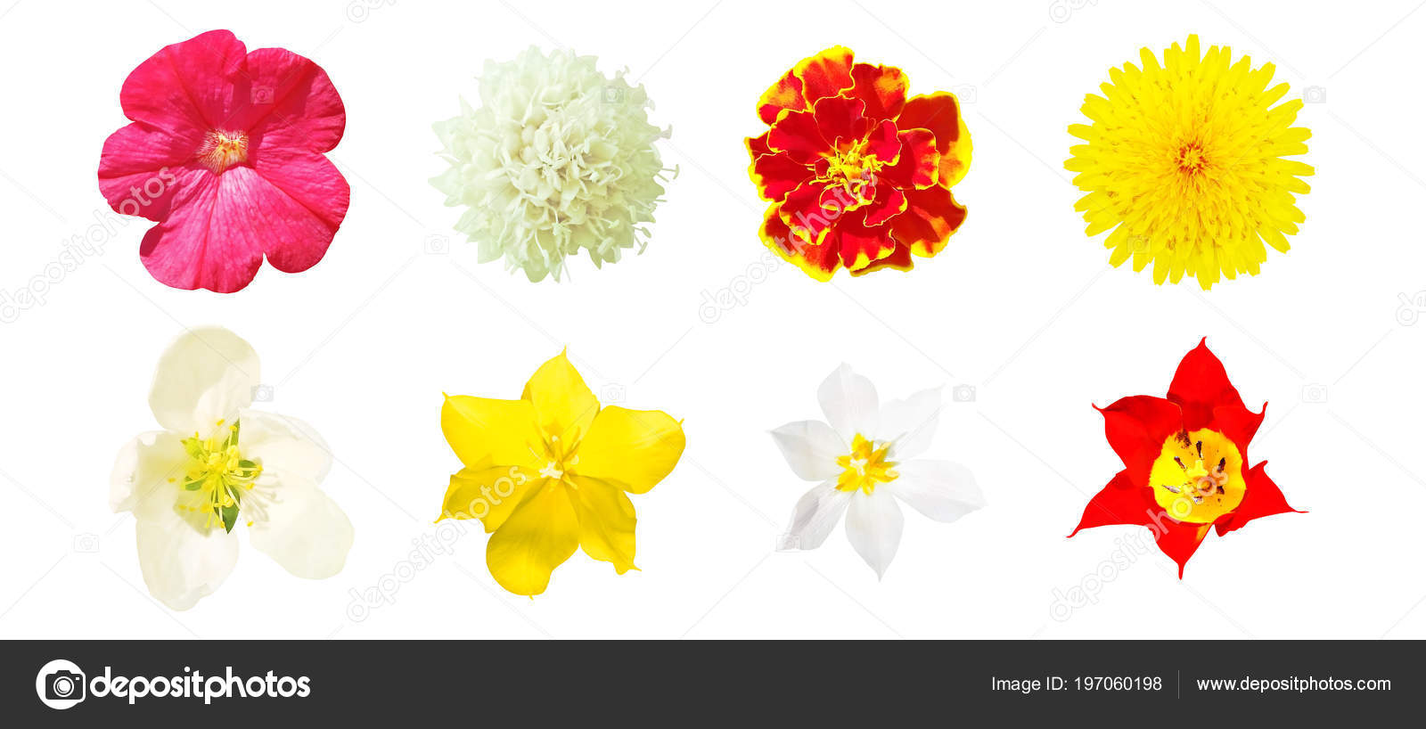 Set Top View Wild Garden Flowers Isolated White Background