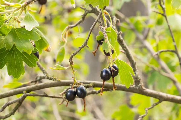 Grosella Negra Fresca Rama Jardín Verano Ligero — Foto de Stock