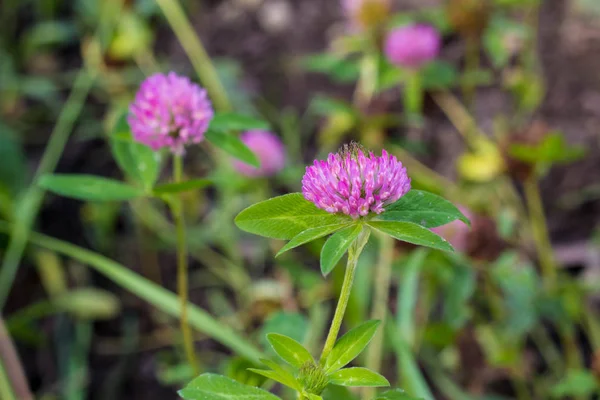 Fiore Trifoglio Rosa Cresce Nel Campo Con Erba Verde — Foto Stock