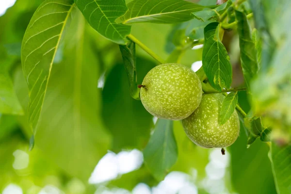 Dos Nueces Verdes Creciendo Una Rama Árbol Cerca — Foto de Stock