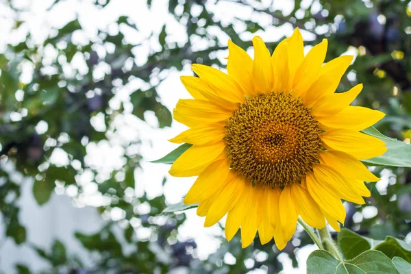 Close up of sunflower, Sunflower flower of summer in field, sunflower natrue background with copy space.