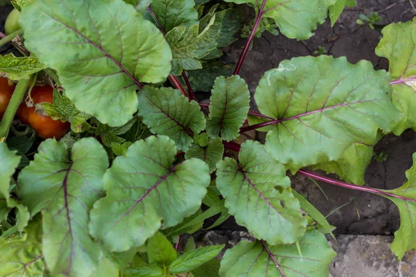 Young Beetroot Plants Growing Vegetable Bed — Stock Photo, Image