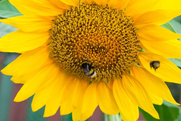 Жовті Соняшники Сільськогосподарському Соняшниковому Полі Джемблбі Сидить Жовтому Соняшнику — стокове фото