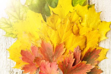 Akçaağaç ahşap arka plan tonda kopya alanı ile fan şeklinde düzenlenmiş beyaz yaprakları