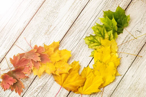 Composição Outono Com Folhas Coloridas Árvores Diferentes Canto Quadro Com — Fotografia de Stock