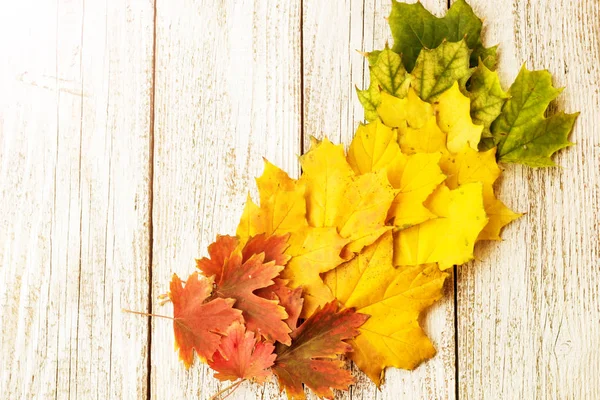 Composição Outono Com Folhas Coloridas Árvores Diferentes Canto Quadro Com — Fotografia de Stock