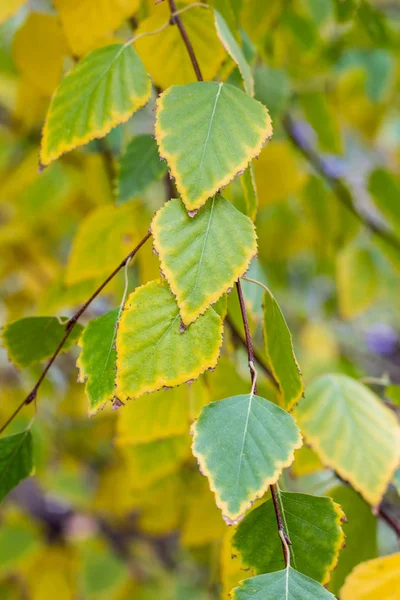 緑黄色と白樺の枝の葉を秋の初めに飾られています — ストック写真