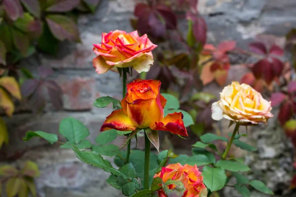 Vackra Rosor Trädgården Mjuka Ljus Bakgrund — Stockfoto