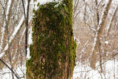 Yaprak döken orman kar yağışı. Ağaç gövdeleri yosun kaplı ve kar ile yapı kar ıslak.