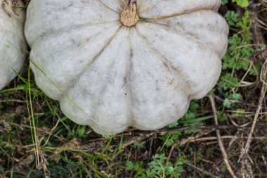 Squashes ve kabaklar farklı çeşitleri. Renkli Cadılar Bayramı sebze.