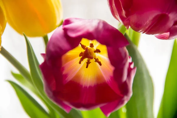 Bouquet Tulipes Jaunes Roses Dans Vase Sur Rebord Fenêtre Cadeau — Photo