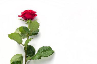 Beyaz arka planda Izole kök ile güzel kırmızı gül çiçeği. Kopya alanı ile 8 Mart düğün için konsept