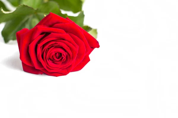 Linda flor de rosa vermelha com caule isolado no fundo branco. Conceito para o casamento de 8 de março com espaço de cópia — Fotografia de Stock