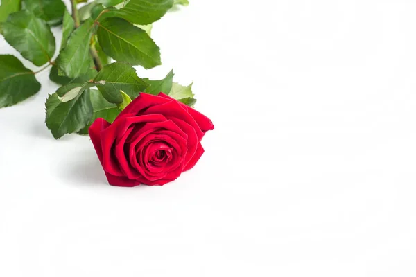 Linda flor de rosa vermelha com caule isolado no fundo branco. Conceito para o casamento de 8 de março com espaço de cópia — Fotografia de Stock