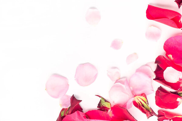 Rose flowers red and pink petals on white background. Valentines day background. Flat lay, top view, copy space.