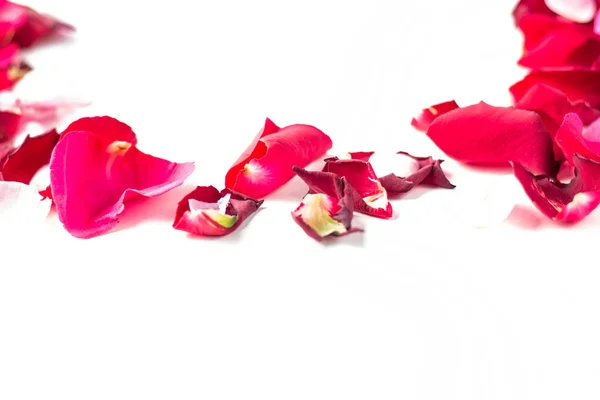 장미 꽃 흰색 바탕에 꽃잎입니다. 발렌타인 데이 배경입니다. 플랫 레이, 평면도, 복사 공간. — 스톡 사진