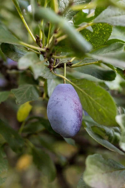 Fechar as ameixas maduras no ramo. Ameixas maduras em um galho de árvore no pomar. — Fotografia de Stock