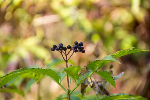 Racimos fruta saúco negro en jardín de primavera — Foto de Stock